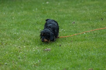 Bild 319 - NL VfL Westercelle - SVE Wiefelstede : Ergebnis: 8:1